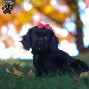 Cassandra, Cavapoo Puppy